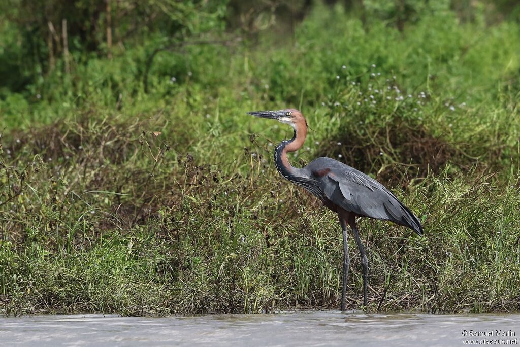 Goliath Heronadult