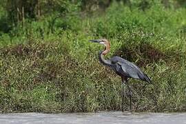 Goliath Heron