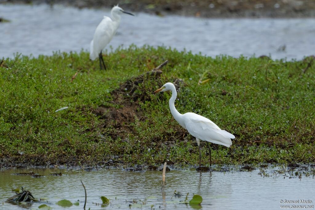 Medium Egretadult, eats