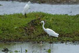 Medium Egret