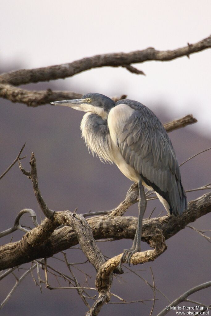 Black-headed Heron male adult