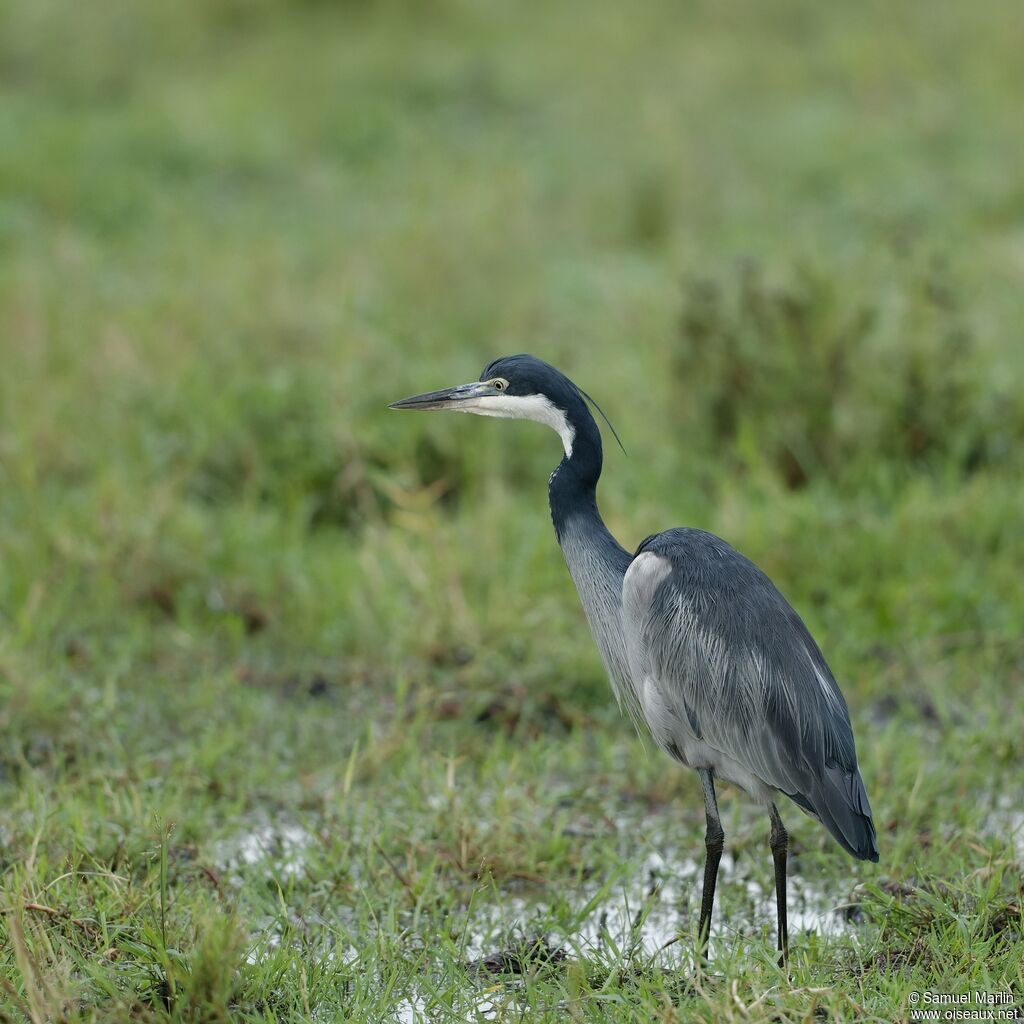 Black-headed Heron male adult
