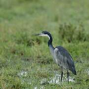 Black-headed Heron