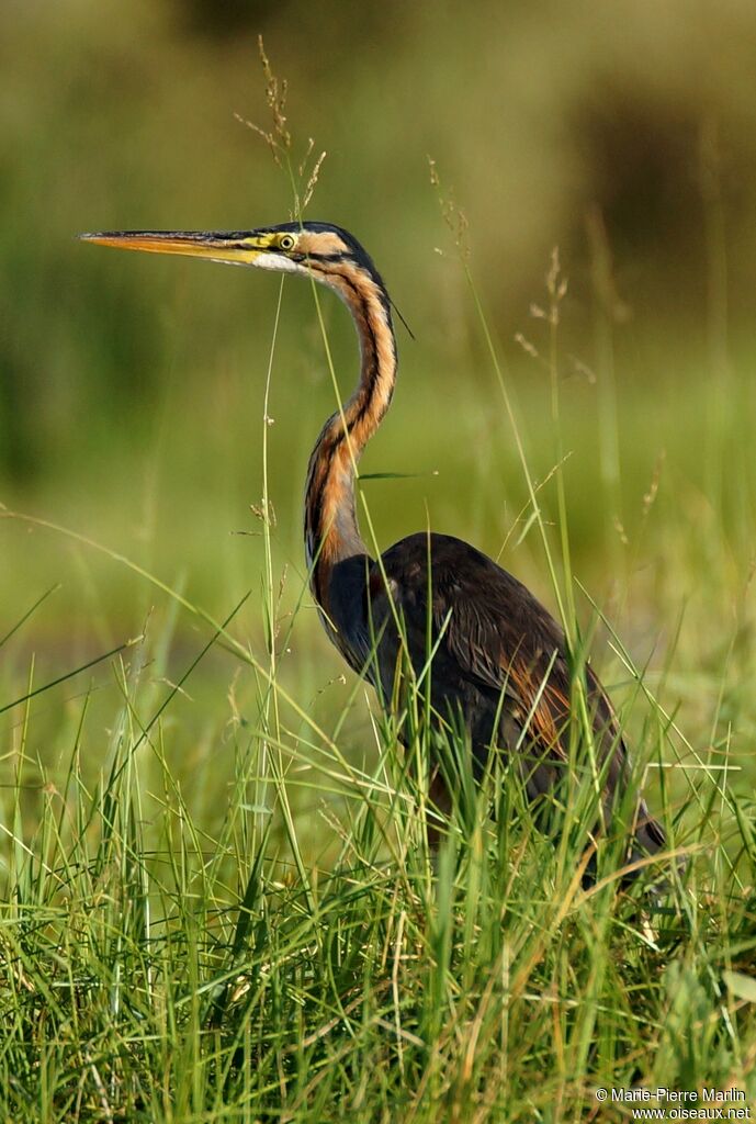 Purple Heron male adult