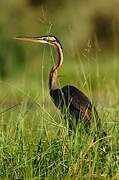 Purple Heron