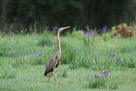 Purple Heron