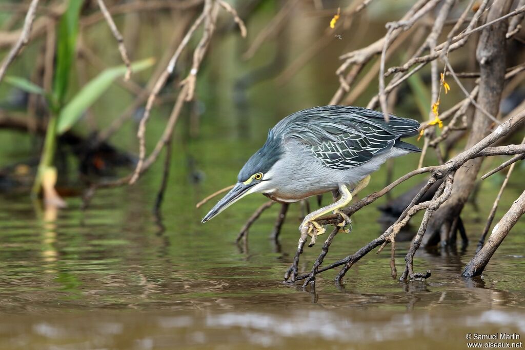 Striated Heronadult