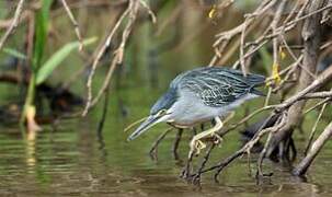 Striated Heron