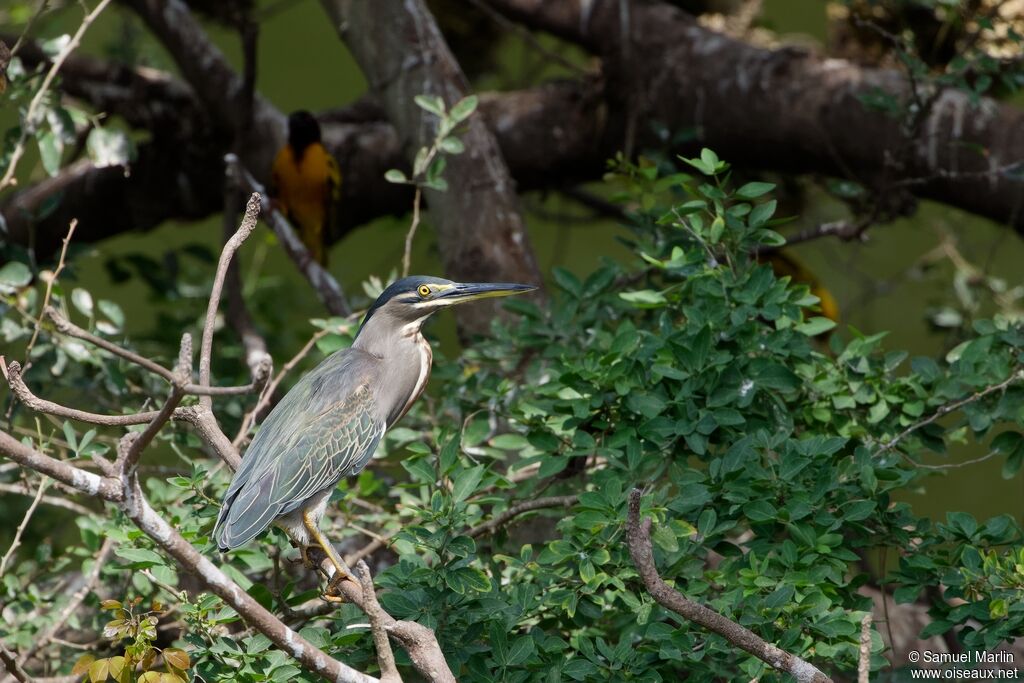 Striated Heronadult