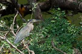 Striated Heron