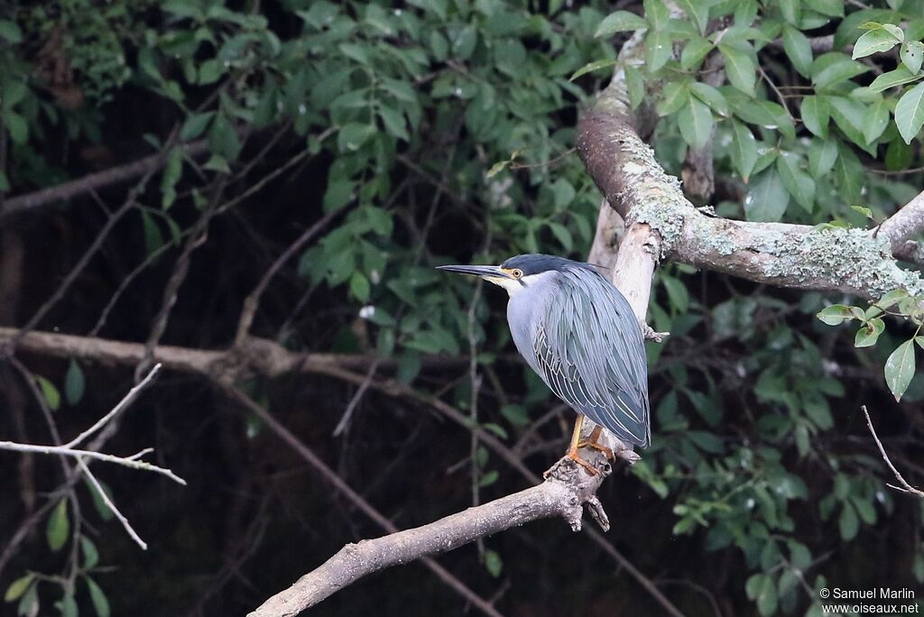 Striated Heronadult