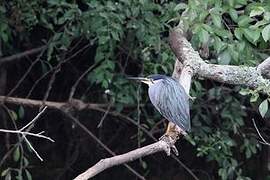 Striated Heron