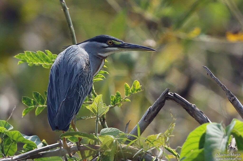 Striated Heron