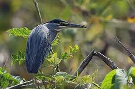 Striated Heron