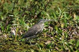 Striated Heron