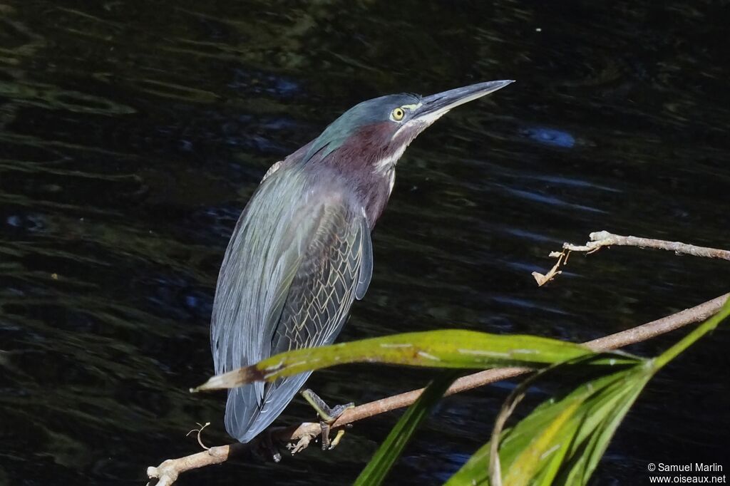 Green Heron