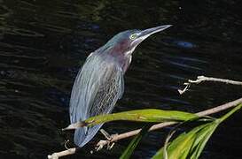 Green Heron