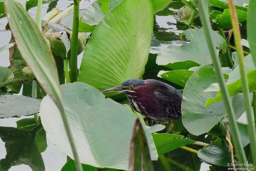 Green Heronadult