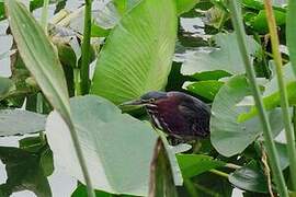 Green Heron