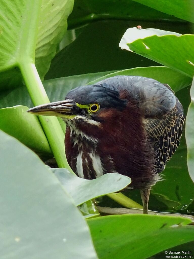 Green Heronadult