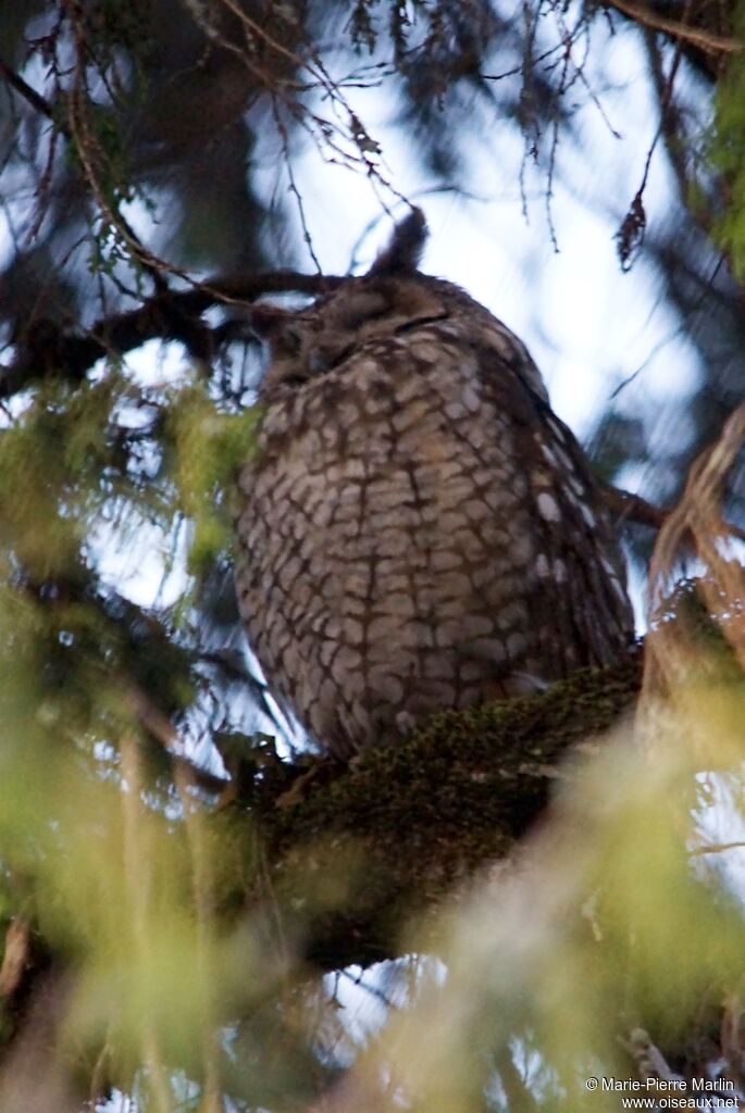 Hibou d'Abyssinieadulte