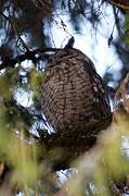 Abyssinian Owl