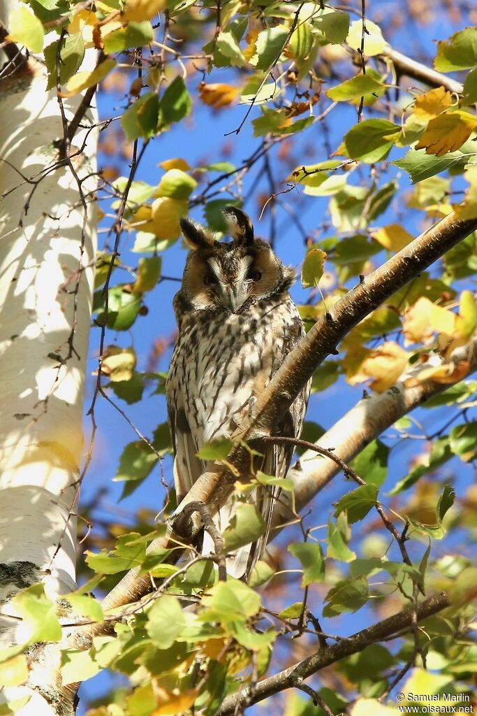 Long-eared Owladult