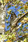 Long-eared Owl