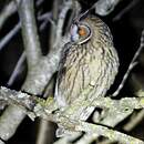 Hibou moyen-duc