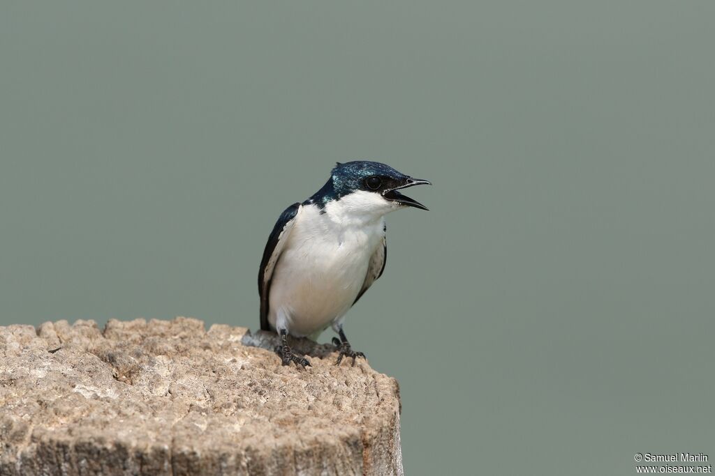 Hirondelle à ailes blanches