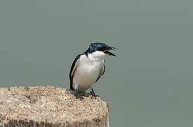 White-winged Swallow