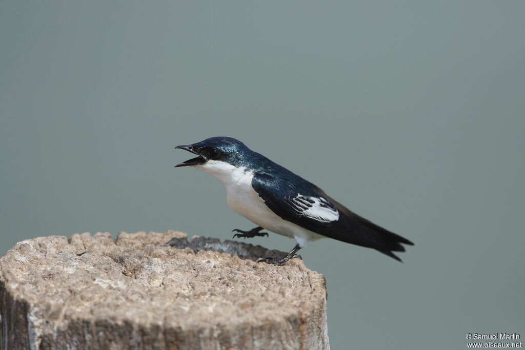 Hirondelle à ailes blanchesadulte