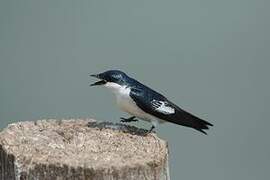 White-winged Swallow