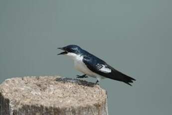 Hirondelle à ailes blanches