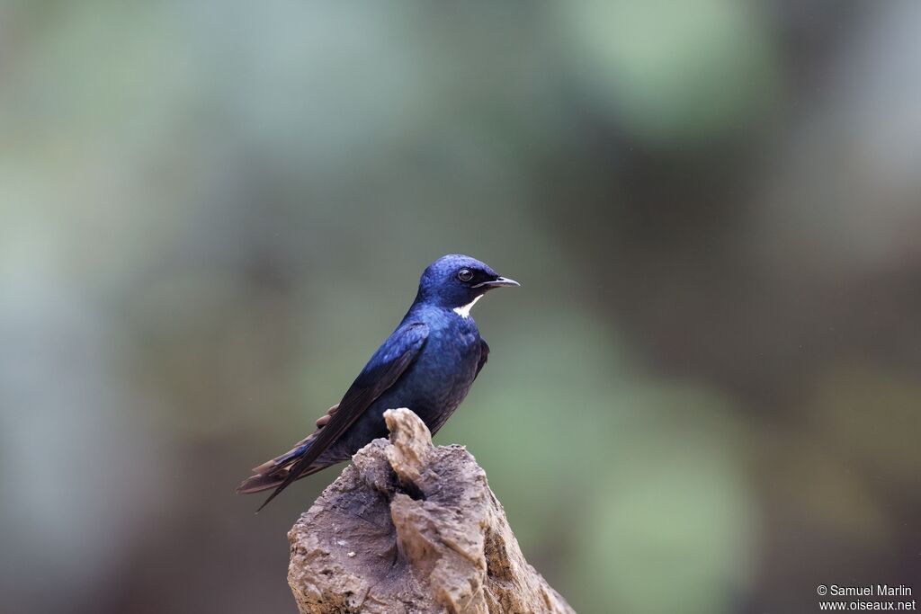 Hirondelle à bavette