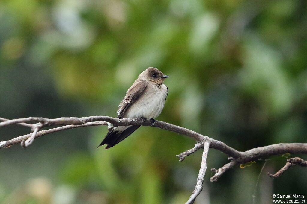 Southern Rough-winged Swallowjuvenile