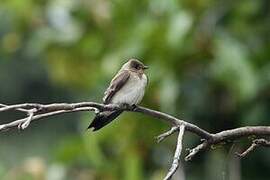 Southern Rough-winged Swallow