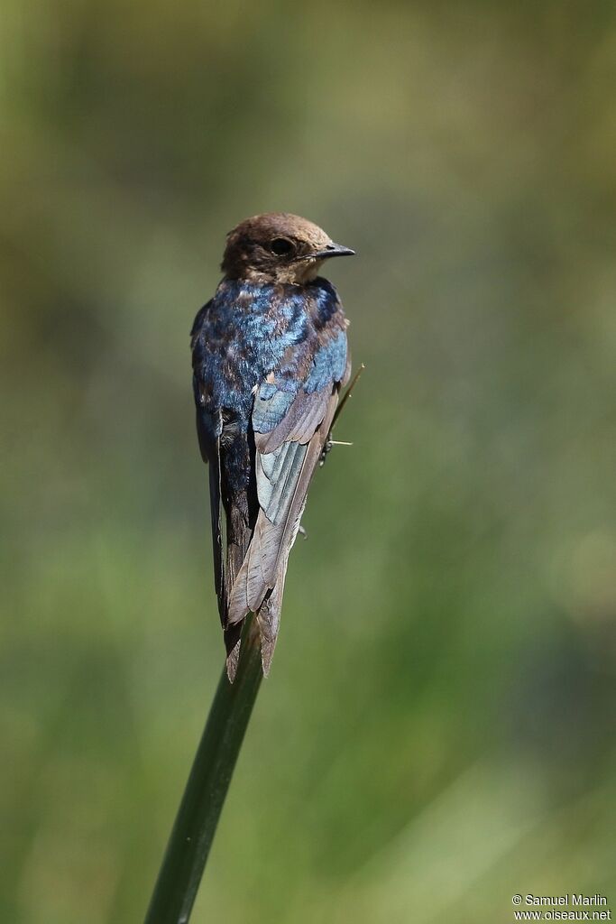 Hirondelle à longs brinsjuvénile