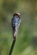 Wire-tailed Swallow