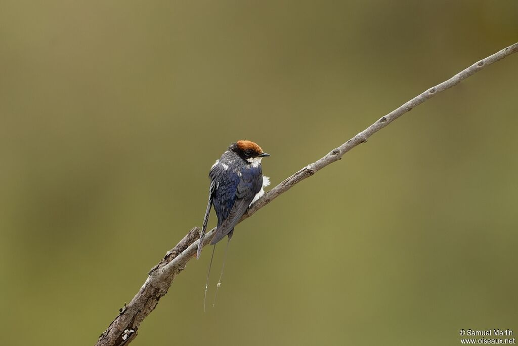 Hirondelle à longs brinsadulte