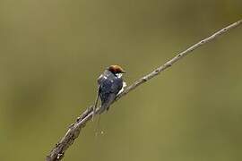 Wire-tailed Swallow