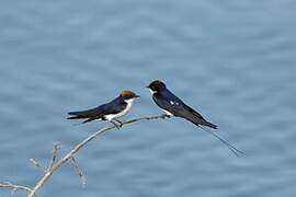 Wire-tailed Swallow