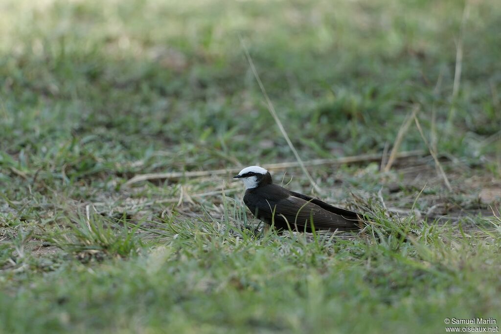 White-headed Saw-wingadult