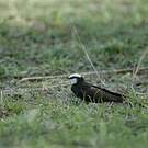 Hirondelle à tête blanche