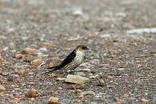 Hirondelle à tête rousse