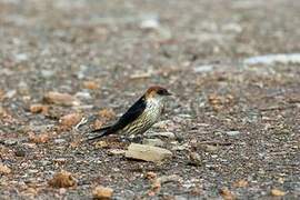 Hirondelle à tête rousse