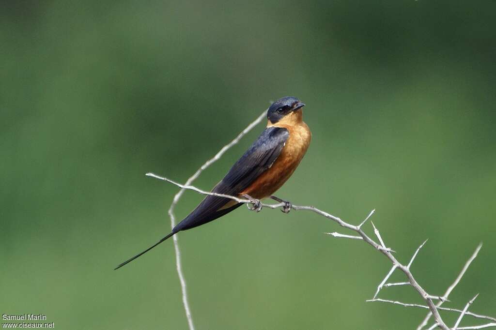 Hirondelle à ventre rouxadulte