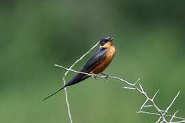 Red-breasted Swallow