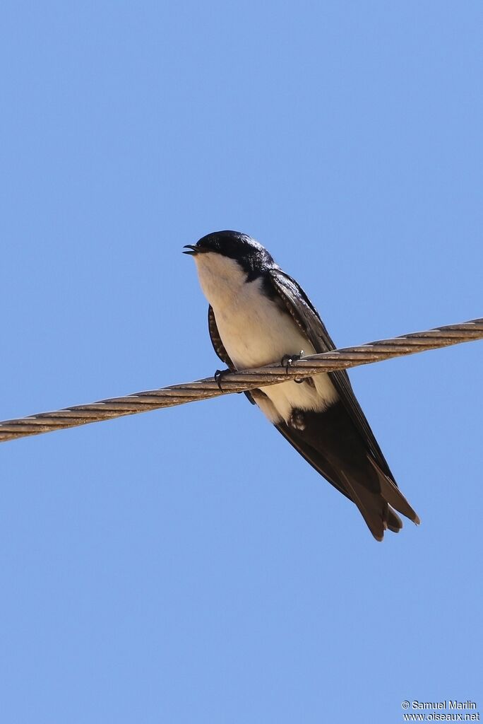 Blue-and-white Swallowadult