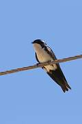 Blue-and-white Swallow